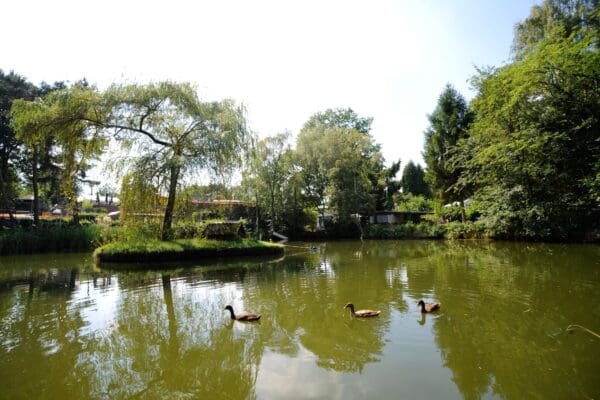 Camping Roland in Afferden, Limburg - Afbeelding 5