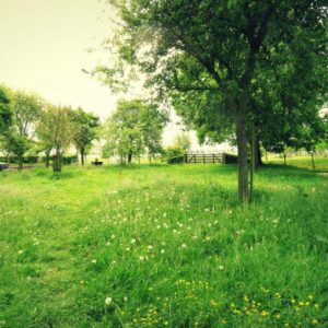 Back to Basic kamperen in de polder langs de Lek.. Groot-Ammers