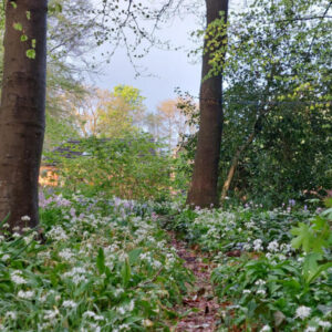 Basic buitenleven in de achtertuin. Oosterwolde