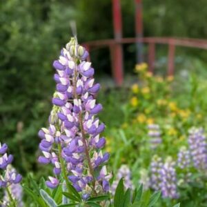 Campspace in Schoonebeek