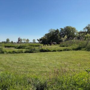 Eco-camping met Friese paarden