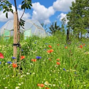 Groepskamperen in een voedselbos in Slootdorp