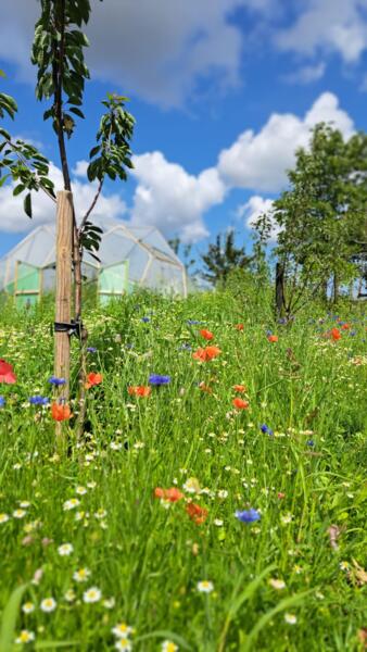 Groepskamperen in een voedselbos in Slootdorp
