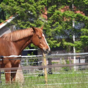 Kamperen naast bosrand en recreatiemeer in het mooie Twentse landschap.. Bornerbroek