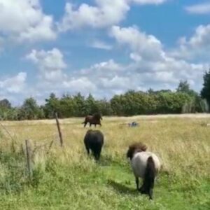 Natuurweide achter de duinen. Rockanje