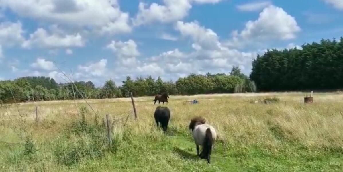 Natuurweide achter de duinen. Rockanje