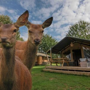 Recreatie- & Hertenboerderij De Weerd in NO true - rentatentnederland.nl