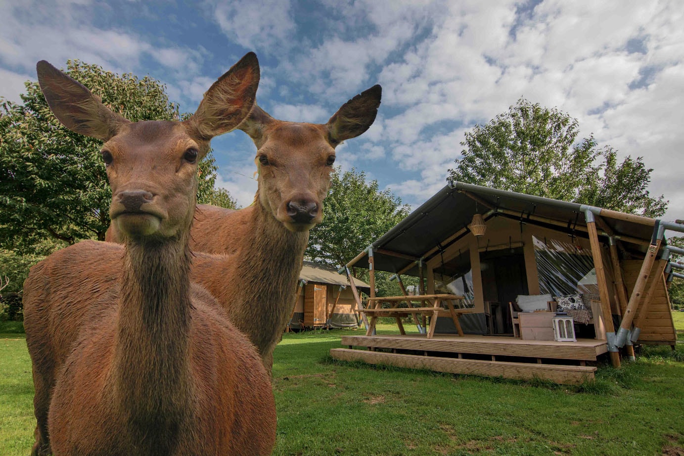 Recreatie- & Hertenboerderij De Weerd in NO true - rentatentnederland.nl