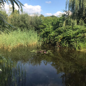 Small paradise with 3 sweet sheep. Haaren (NBr.)