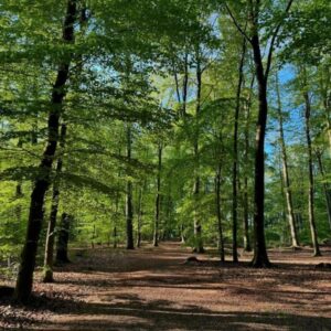 compleet kampeergeluk in het bos. Papenvoort