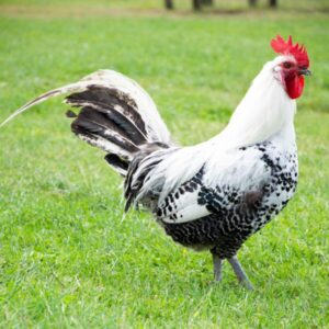 Camping nabij het Pagnevaartbos. Oudenbosch