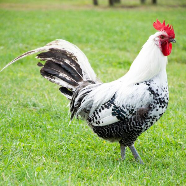 Camping nabij het Pagnevaartbos. Oudenbosch