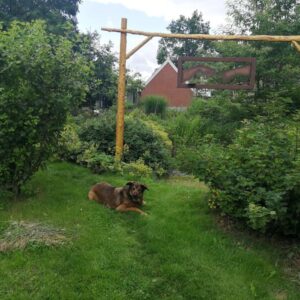 Kamperen in eetbare fruittuin. Drouwenermond