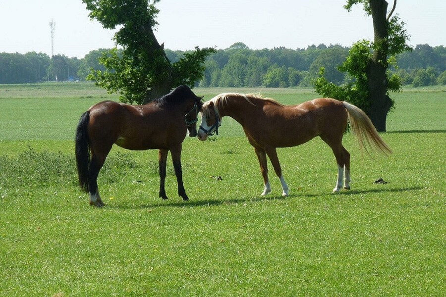 Camping Het Scholtemeijer in Diffelen Overijssel - Afbeelding 3