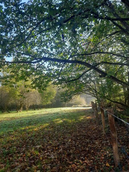 Camperen in het franse bos. Dampierre en Crot