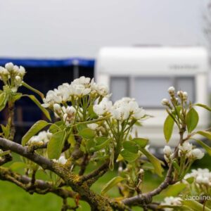 Kampeerveldje bij boerderij Noorderrand in de IJsseldelta