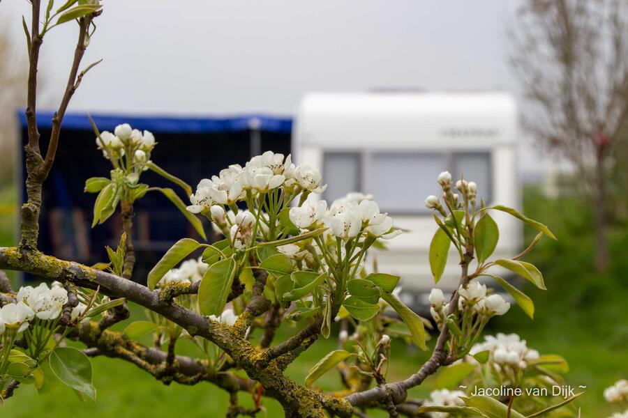 Kampeerveldje bij boerderij Noorderrand in de IJsseldelta