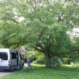 Walnootboomgaard kampeerplaats